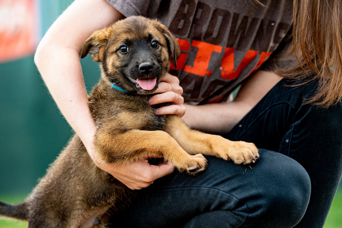 Browns's tweet photo. Meet Mack Woofson!

This little guy is looking for his fuuurrever family! With a face like this - he's bound to intercept your heart and take it all the way to the dog house🧡

Find more puppies up for adoption at our @SugardaleFoods Puppy Pound!

@5mackwilson1 https://t.co/qxE3lWd3ls