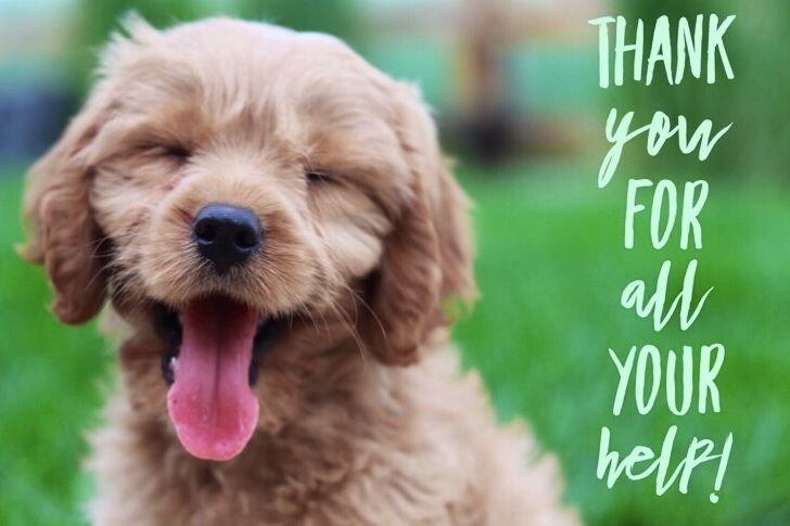 Cutest happy brown puppy ever next to a message that says "Thanks for all your help!"