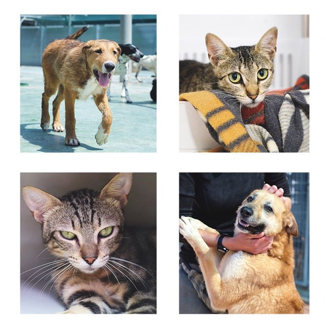 protemataro's tweet photo. #Adopcionsdelasetmana 24 adopcions (10 gossos + 14 gats) i 17 acollides (12 gossos + 5 gats). Gràcies a totes les persones que fan un pas endavant i adopten: sense vosaltres els animals abandonats no tindrien futur. #salvantvides #adoptants #gracies #unanovavida https://t.co/7dcRdIhhI4