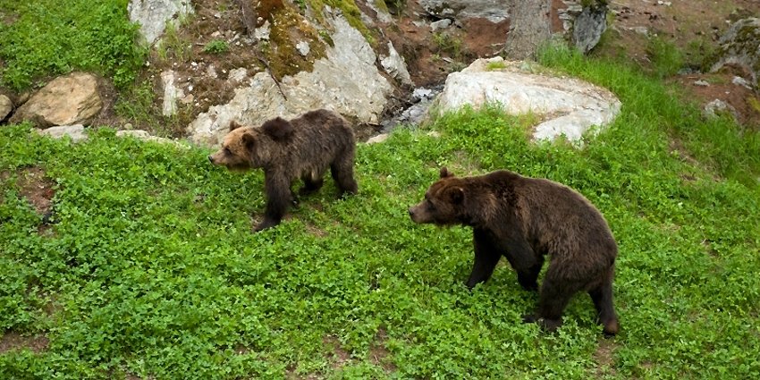 TurismoItaliaNw's tweet photo. Valtellina, l’Osservatorio eco-faunistico di Aprica accoglie due meravigliosi esemplari di orsi bruni sequestrati in Bulgaria
Leggi la notizia https://t.co/sbAUq4WIB1
#Valtellina #osservatorioecofaunistico #Aprica #Funinthealps #orsibruni @aprica_spa @Valtellinanews https://t.co/J2KWVFSCoU