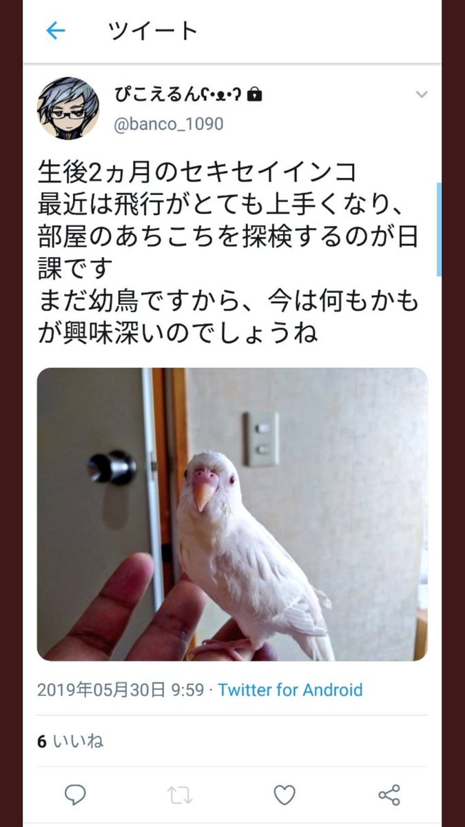 動画 インコ 虐待