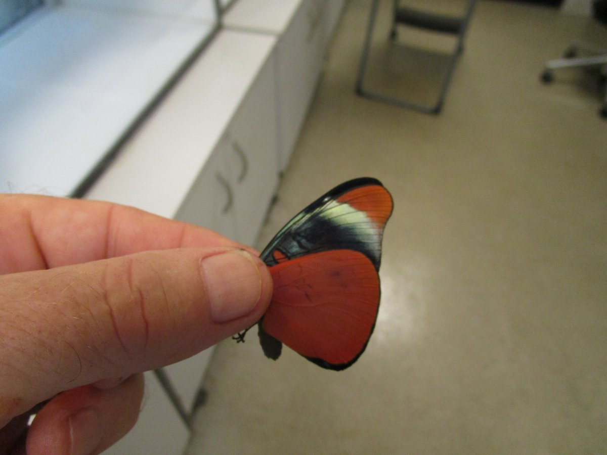 martin_feather's tweet photo. Panacea prola, from Ecuador. https://t.co/3jKHjBdRmu