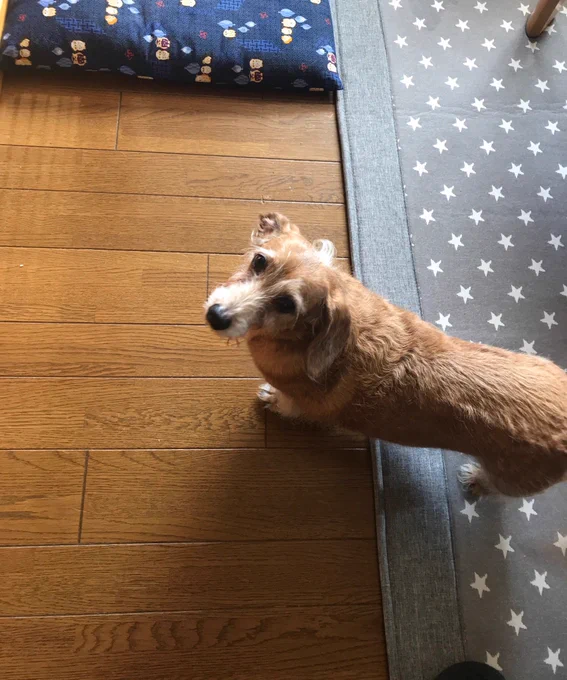 実家のわんこが恋しいので写真眺める 