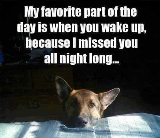 🥰❤️ #dogsarefamily #MondayMood #animalhealth #DogLife