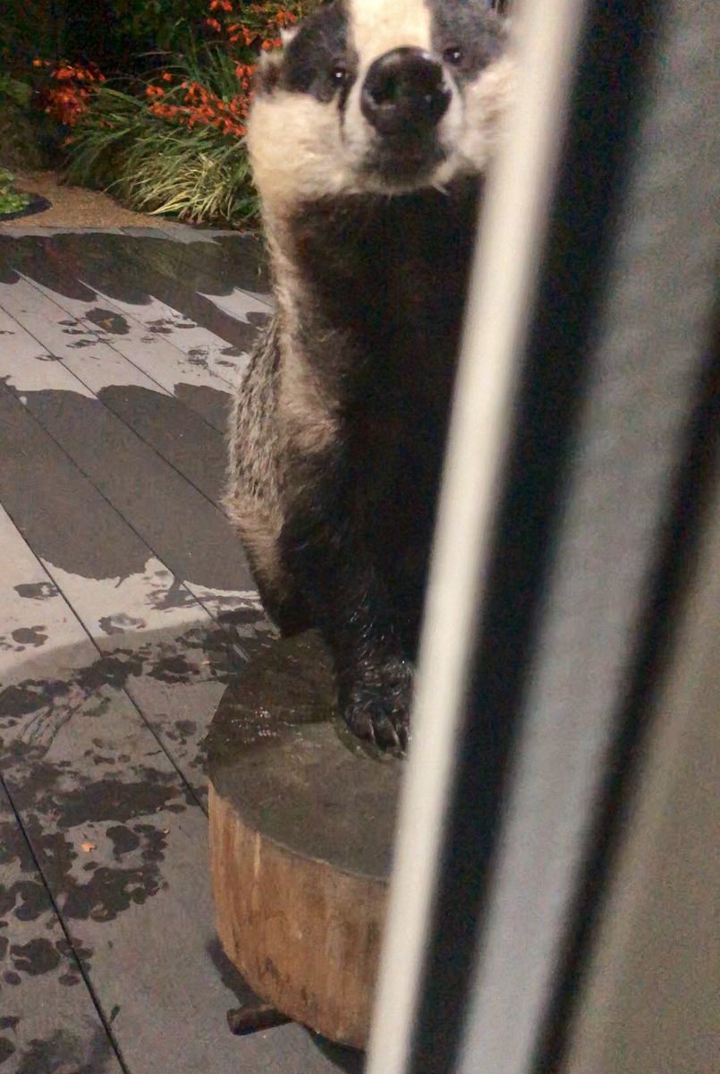 LumpyandFriends's tweet photo. Oh Mr Lumpy stop Badgering me 🤣🐾🐾❤️ @highpeakbadgers @DerbyshireBevs  @DomDyer70 @BadgerTrust @AMAZINGNATURE  #badgers #MrLumpyandFriends  #Wildlife #foxes #stopthecull https://t.co/0zE1Uab7FS