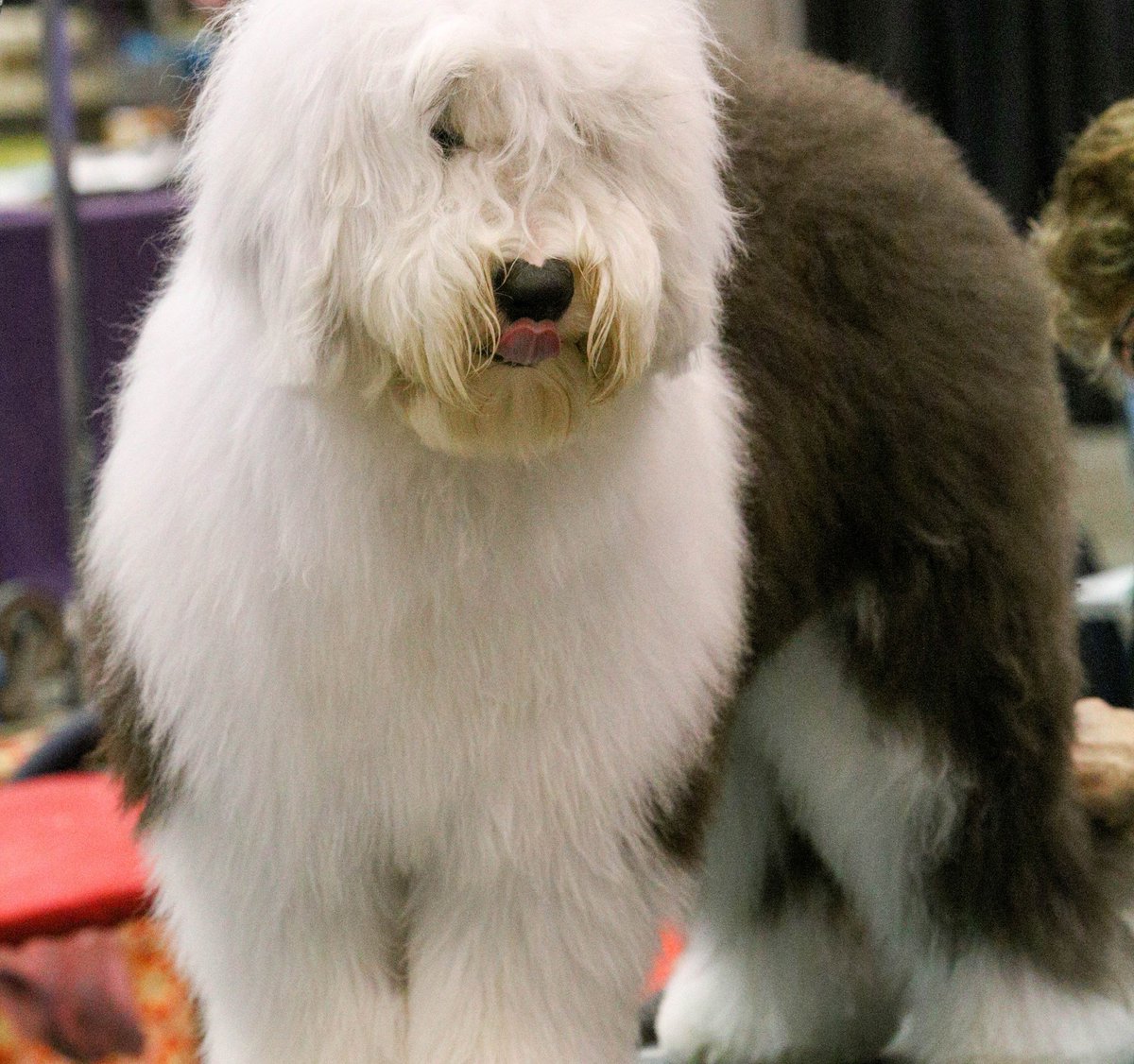 Capital City Classic Dog Show starts this Thursday! Come check out the 1,200-1,500 pups from all over North America right here in #TopCity Aug 15-25! It's open to the public, and free to attend! 
NEW THIS YEAR at CCC Dog Show: Dock Diving and Scent Trials!