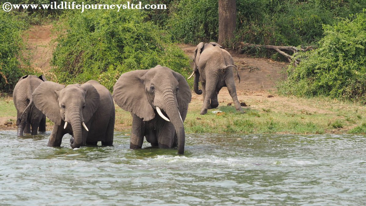 Travel with Wildlife Journeys Ltd tweet media