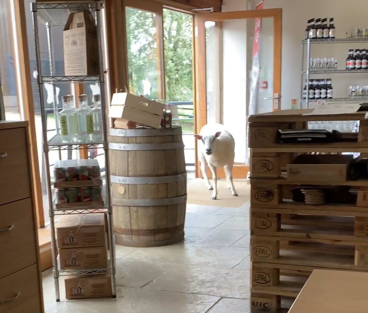 PurityBrewingCo's tweet photo. “Excuse me, do you have any ‘Lambic’ ales?” 🐑 

Sorry 🙈 https://t.co/iMN8k2t4tm