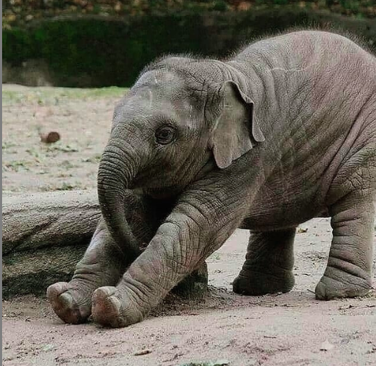 BriyaBags's tweet photo. Happy World Elephant Day! A perfect way to celerbrate a Monday morning- a good stretch and a lil' Ele love. Shop https://t.co/bVOU1RPLRf to support elephant rescue & recovery. #WorldElephantDay #opposethetrade #captivitykills #briyabags@Saveelephant @LoveAndBananas https://t.co/38awDmo1Li