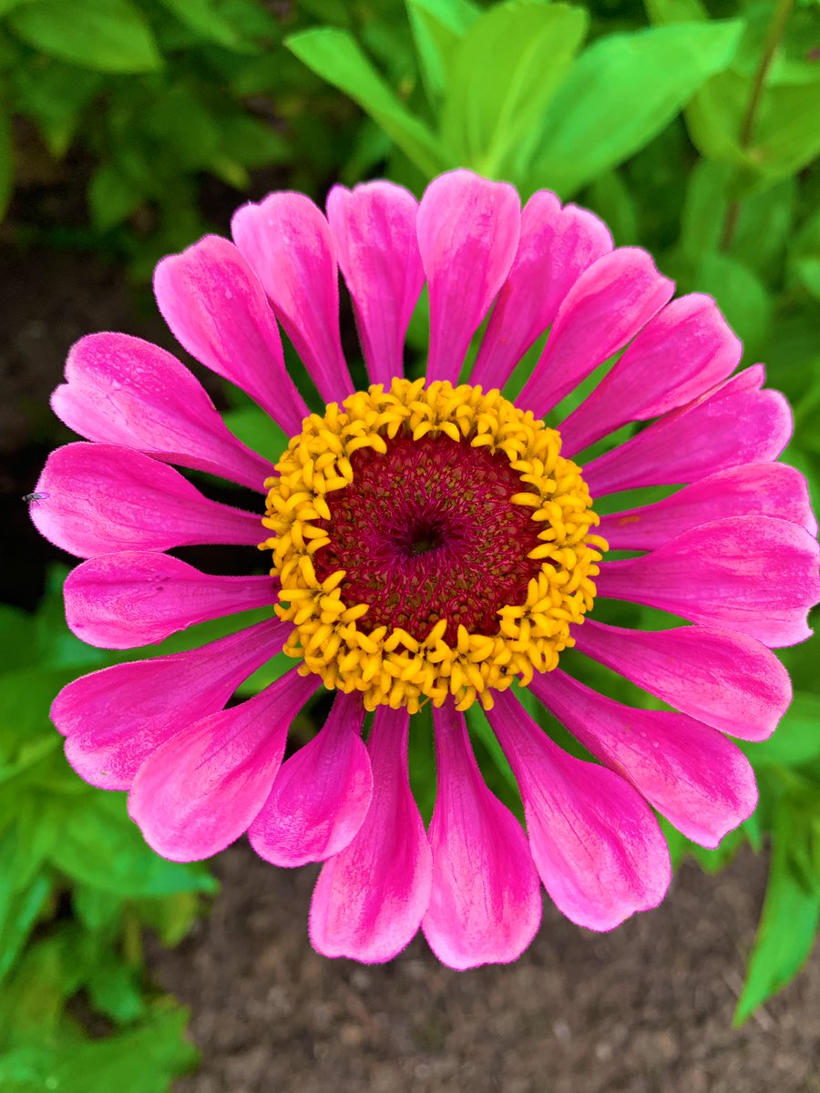 lindaloew's tweet photo. Monday Motivation! Spent Sunday picking flowers #foxfarmflowers #zinnia #organic #slowgrow #NewHavenMo https://t.co/PBnA2LVZxn