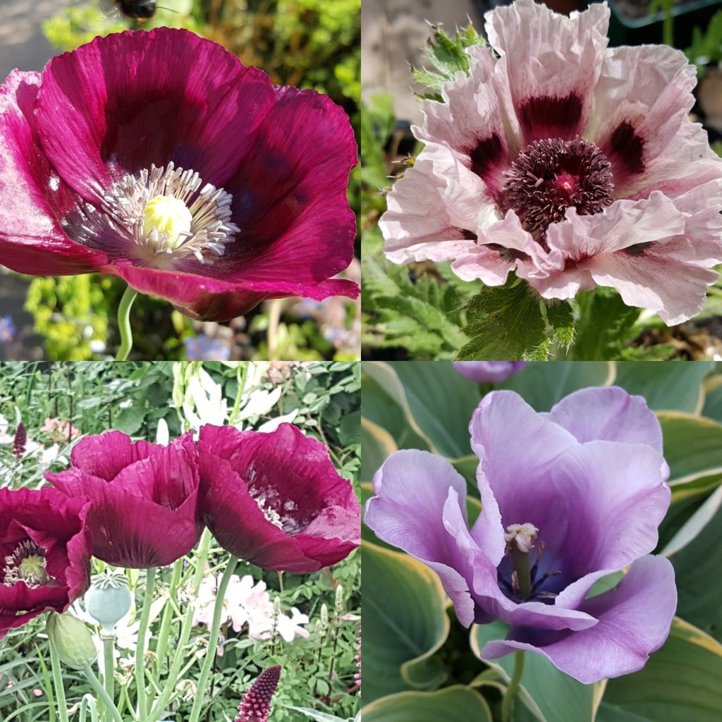 Plantheritage's tweet photo. War memorial gardens, cottage gardens or opium dens would all make ideal hosts for a #NationalPlantCollection of Papaver. Currently one of our #MissingGenera - could you take on a poppy collection? https://t.co/PX3KDfaAKk #PlantConservation #gardening #horticulture #plants https://t.co/m9cmcWhcHH
