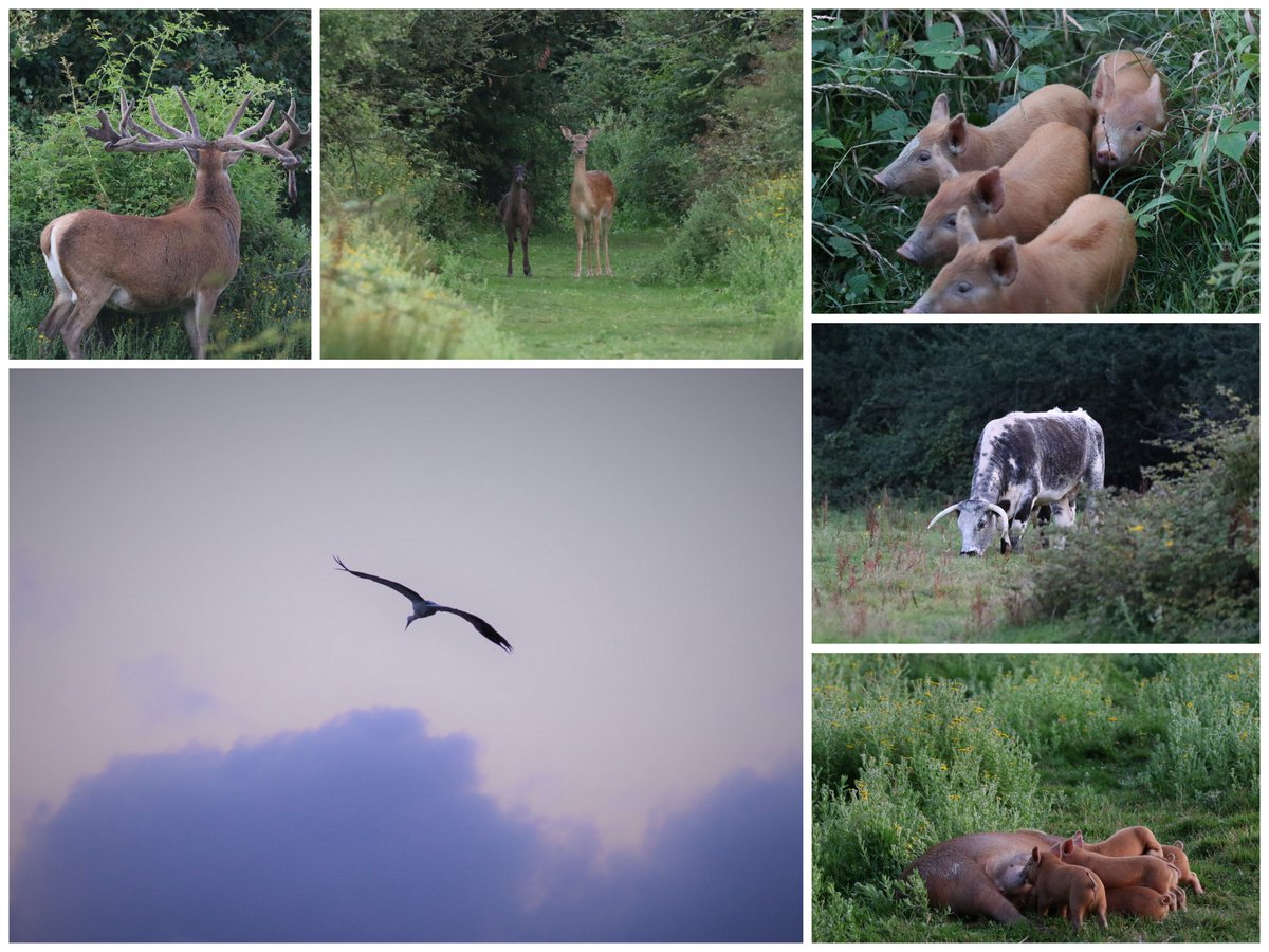 Wonderful evening last week with Laurie @KneppSafaris. Lucky enough to see a real mixture of wildlife. Evening finished with a flight of two storks @ProjectStork  #rewilding #deer #whitestork #tamworthpig #piglets #Longhorns.