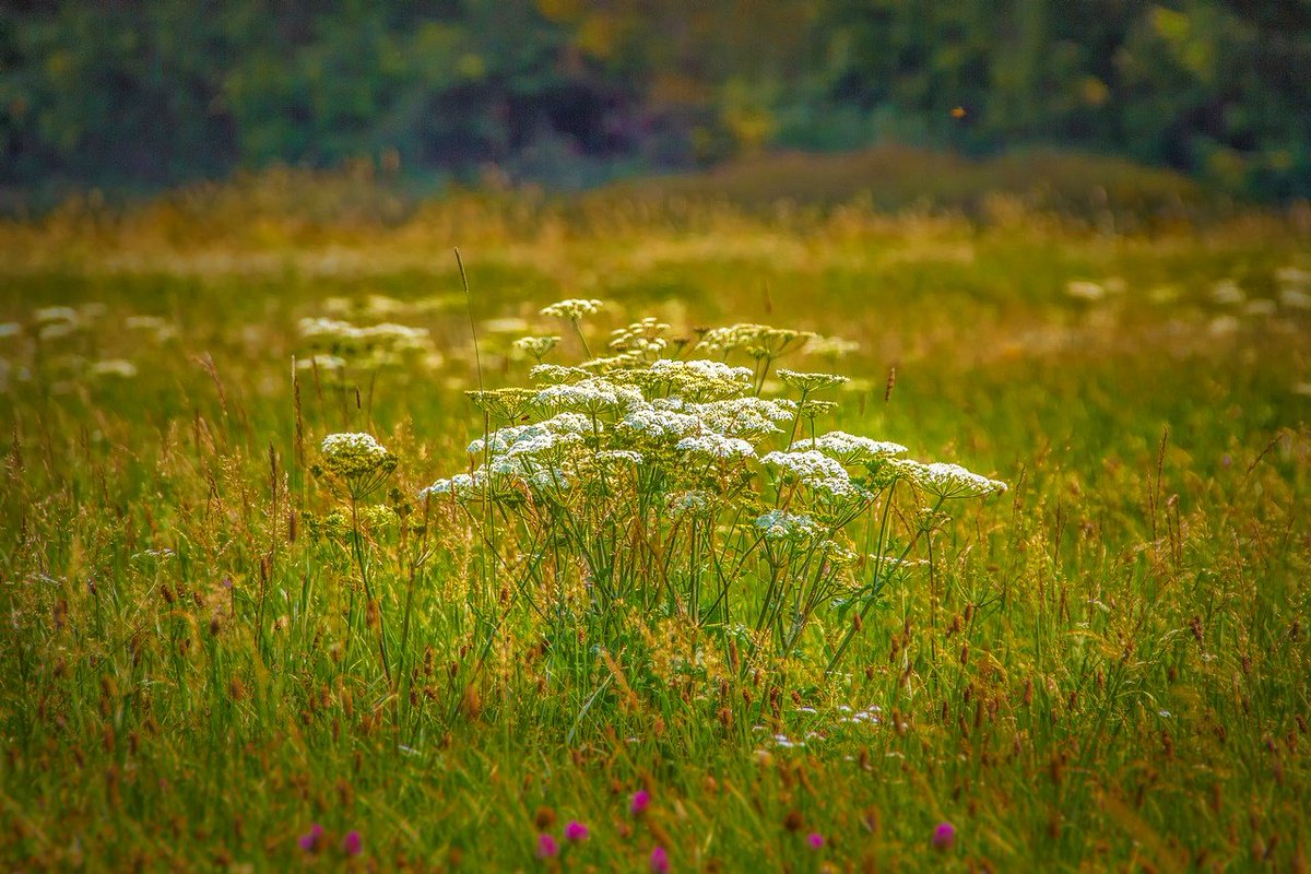 繻 鳳花 中世ヨーロッパ における 香り というのは意外に大事な要素で 花の香りの他にハーブの葉 異国から取り寄せたスパイスなども当時の人々にとっては魅力的 かつ魔除けとしての位置づけだったのかと思います 聖なる香りは悪魔を寄せ付けない