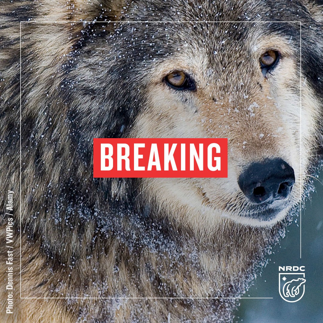 BREAKING: The Trump admin. just finalized dangerous and drastic rollbacks the Endangered Species Act (ESA), which protects at-risk species from gray wolves to bald eagles. on.nrdc.org/2HfRCZV