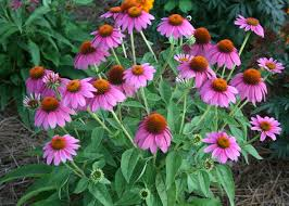 NiagaraBee's tweet photo. Purple coneflower  pumps out as much nectar during the midday &amp; afternoon hours as it does during the morning, so it is perhaps more useful to pollinators than many other flowers on a hot summer day. Great addition to any garden. https://t.co/nHx80F9Zia