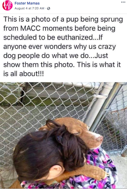 too_licky's tweet photo. Thanks @FosterMamas for the #repost! #fosteringsaveslives #adoptdontshop
.
.
.
.
#Sugar #TooLickybook #rescuedog #rescue #adoptadog #dogsarefamily #savealife #doglovers #theirlifematters #adoptdontshop https://t.co/Pf9mTS90Bb https://t.co/4uvPbsYeDR