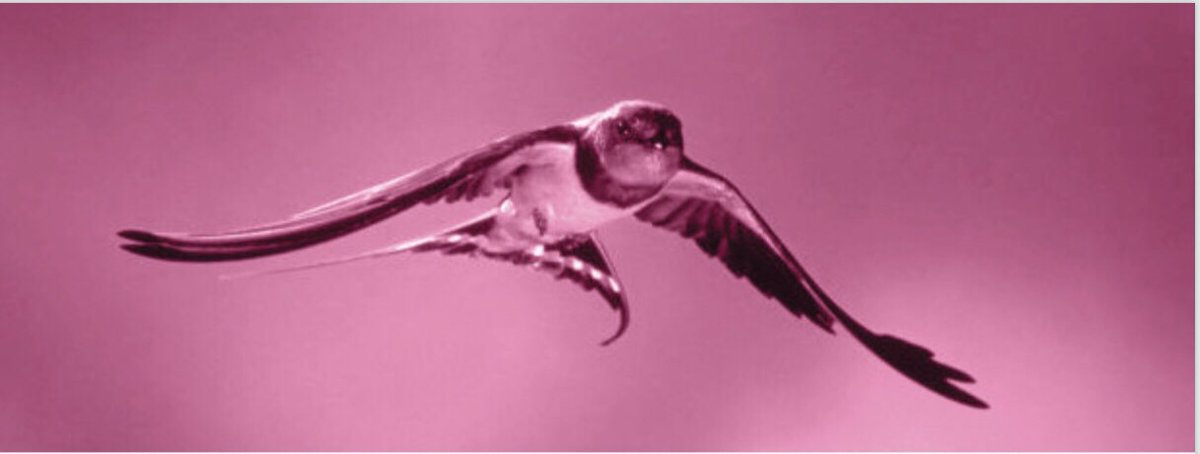 Some exciting news coming soon. #Maswaiswai #WhoLetTheBirdsOut <a href="/DavidMVM/">DAVID MOGASHOA</a> <a href="/Lesufi/">Panyaza Lesufi</a>