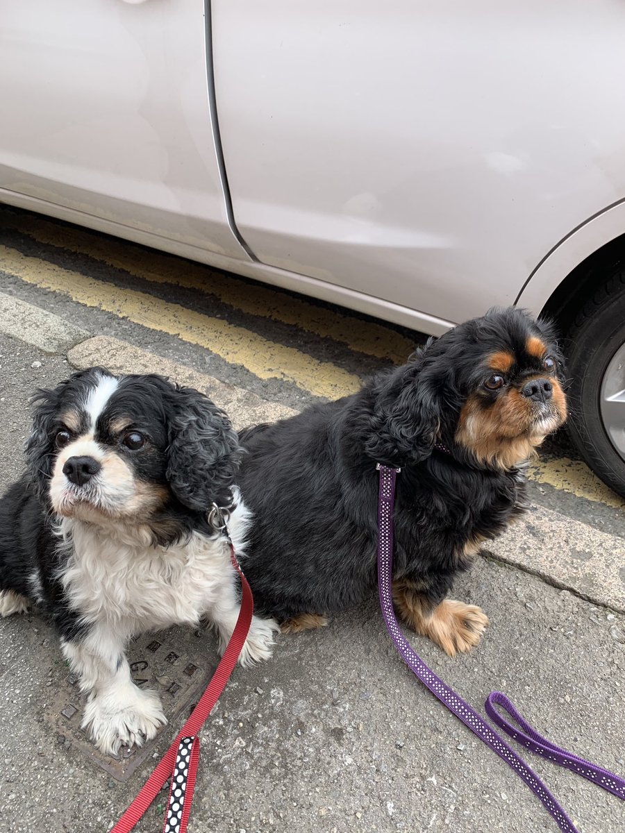 My mother has just shown me this top tip for dog poo bags when there is no bin! 
She saw a policeman do it with his police dog! 
Hang your tied poo bag on your rear windscreen wiper until you get home - saves having the smelly poo bag in your car! 
#tips #dogs #poobag #toptip