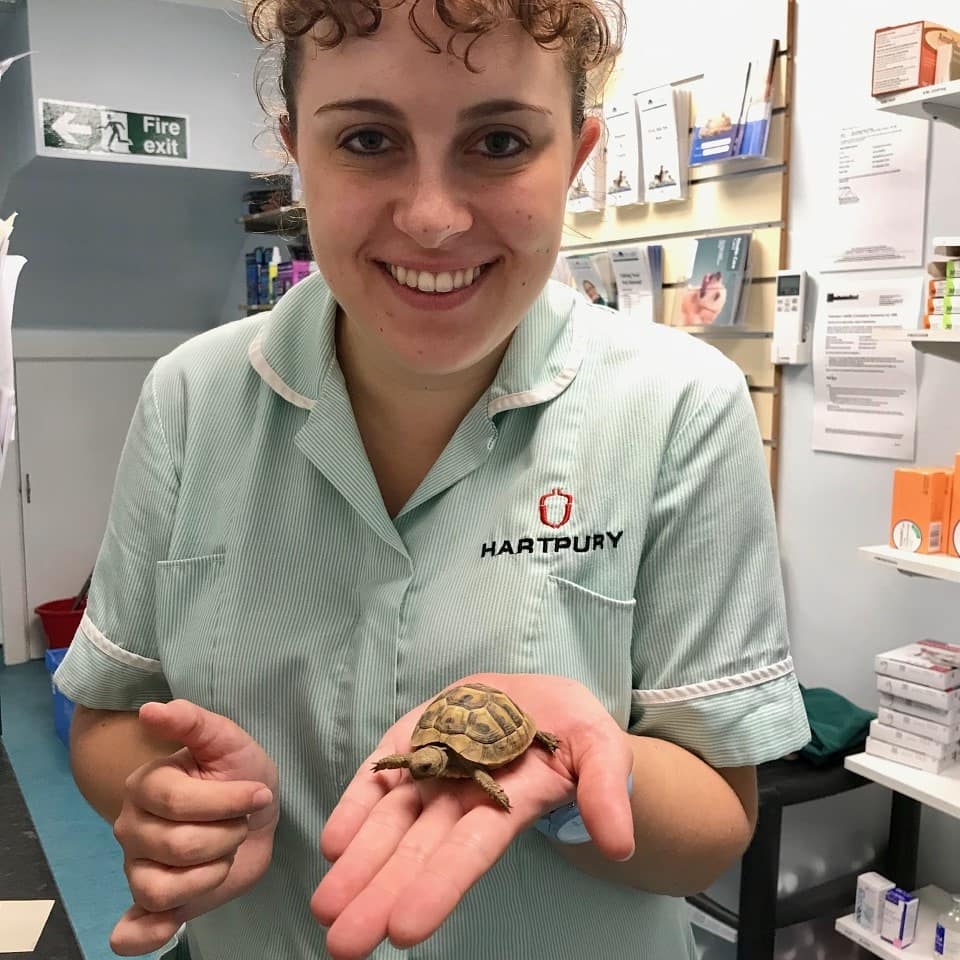 avonvalevets's tweet photo. We shell-dom see tortoises so when we do we get very excited!
This is 10 month old Horatio who weighed in at a whopping 32grams! He's pictured here with Jen. The other photo is his first attempt at a shell-fie.... 🐢 #avonvalevets #avonvale #tortoise https://t.co/nMYJ4YL35l