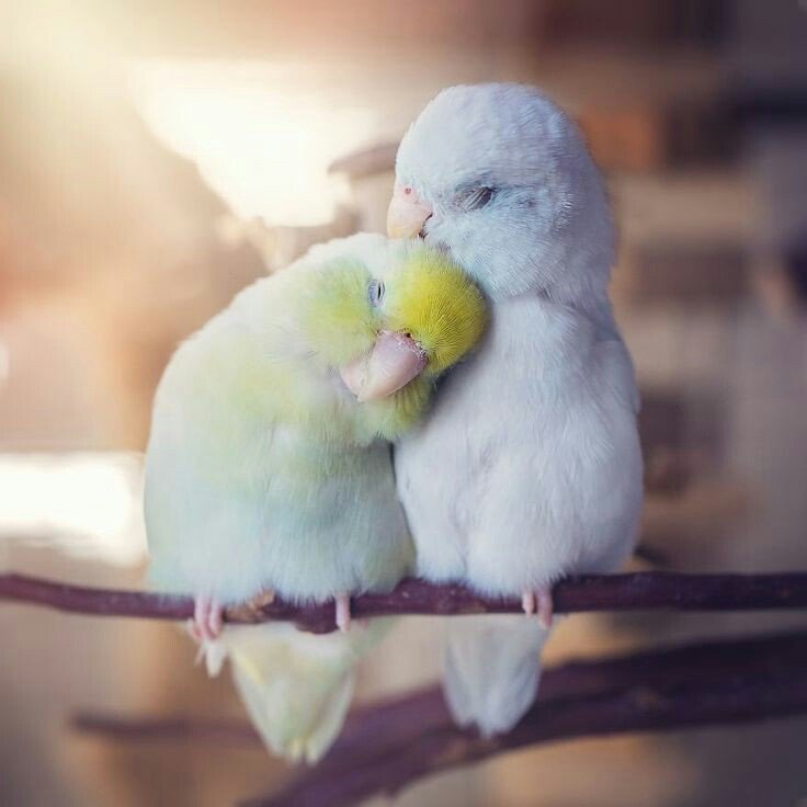 fos7a_f's tweet photo. "وتطلُبُهُم عيني وهُم في سوادِها
ويشتاقُهُم قلبي وهُم بين أضلُعي♥️.

- القاضي الفاضل https://t.co/l2kxyWTZIU