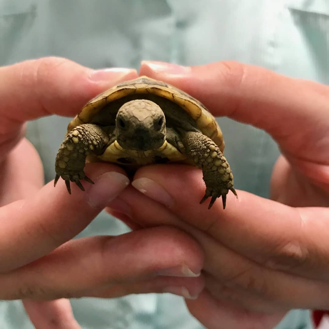 avonvalevets's tweet photo. We shell-dom see tortoises so when we do we get very excited!
This is 10 month old Horatio who weighed in at a whopping 32grams! He's pictured here with Jen. The other photo is his first attempt at a shell-fie.... 🐢 #avonvalevets #avonvale #tortoise https://t.co/nMYJ4YL35l