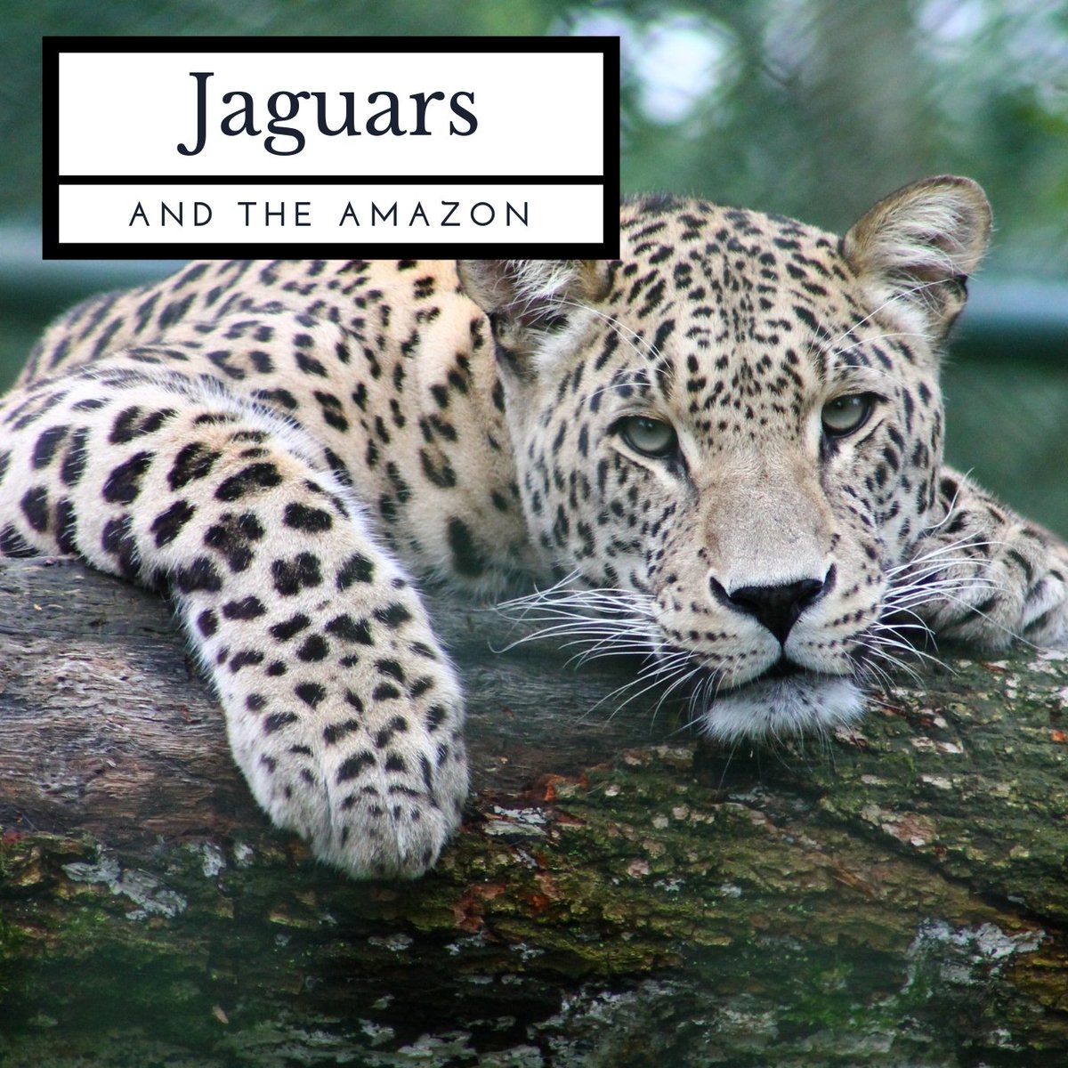AMFFoundation's tweet photo. "Jaguar mothers are fiercely protective of their young and even attack male jaguars who threaten the cubs." https://t.co/olJJBZ1dhl #AprilMalmsteen #AMF #conservation https://t.co/fLyhgipbQJ