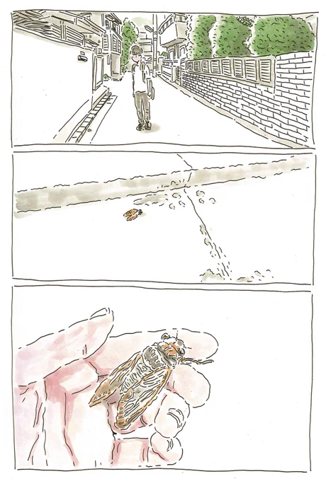 蝉の墓場 