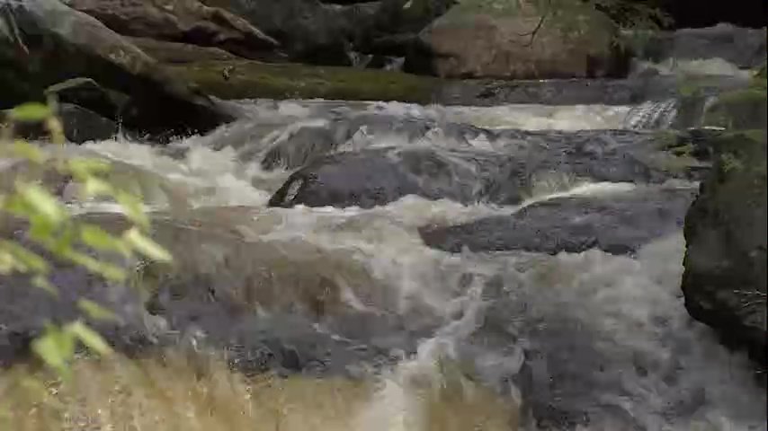 Chronicle5's tweet photo. Our old friend David Boeri took us on his favorite waterfall hike. Then he got an unwanted guest  - the dreaded black fly. #dogochasingwaterfalls @shaynaseymour @anthonyeverett 7:30 #wcvb https://t.co/eG6yK5KaFK