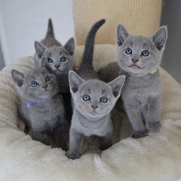 Good morning #cute #cats #kitten #kitty #KittenWorld