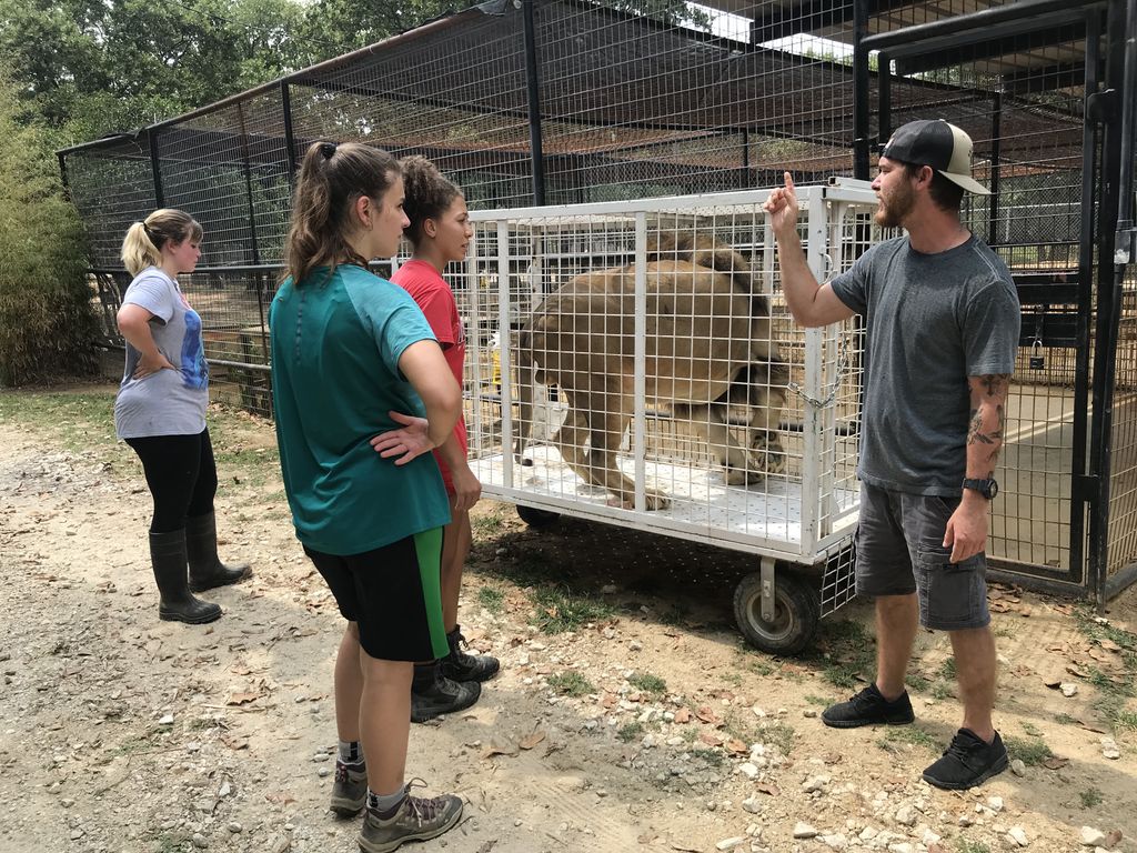 A common sight here at PrideRock!  Corey instructs the interns on the finer points of moving Diego into his new home. (I’m happy to report that everyone followed all safety measures and the move was easy breezy!)