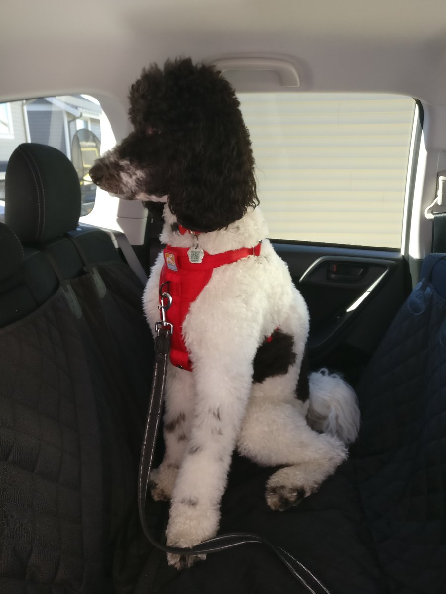 Cutest backseat driver ever! Georgie is demonstrating how proper restraints can keep him and other passengers safe. For more pet travel safety tips talk to your local <a href="/BC_SPCA/">BC SPCA / BCSPCA</a> or read . #KnowYourPartBC to drive smart! #furbabyonboard
