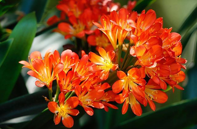 Monday is here again and we have to say the week ahead looks bright in the Garden! 📷: Nobuo Iwata
.
.
.
.
.
.
#SouthCoastBotanicGarden #SCBGarden #SouthBay #LosAngeles #PublicGarden #Nature #Garden #OptOutside #ExploreOutdoors #BushLily #BushLilies ift.tt/2Tr2bhh