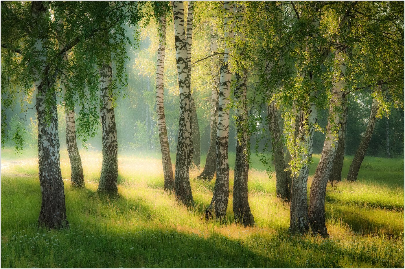 Русский лес Березовая роща
