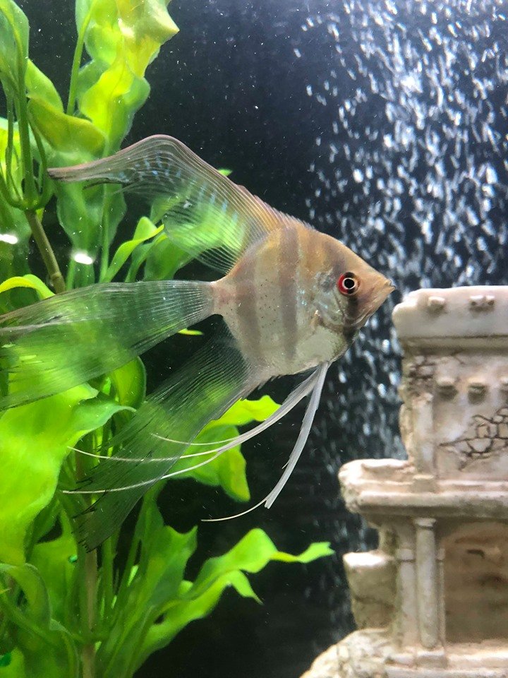 TimMark11882020's tweet photo. Angel fish looking angelic as ever after the water change. #zebraangelfish #angelfish #freshwater #aquarium #personaltank #itsnotahobbyitsalifestyle https://t.co/G80dOVPKqi