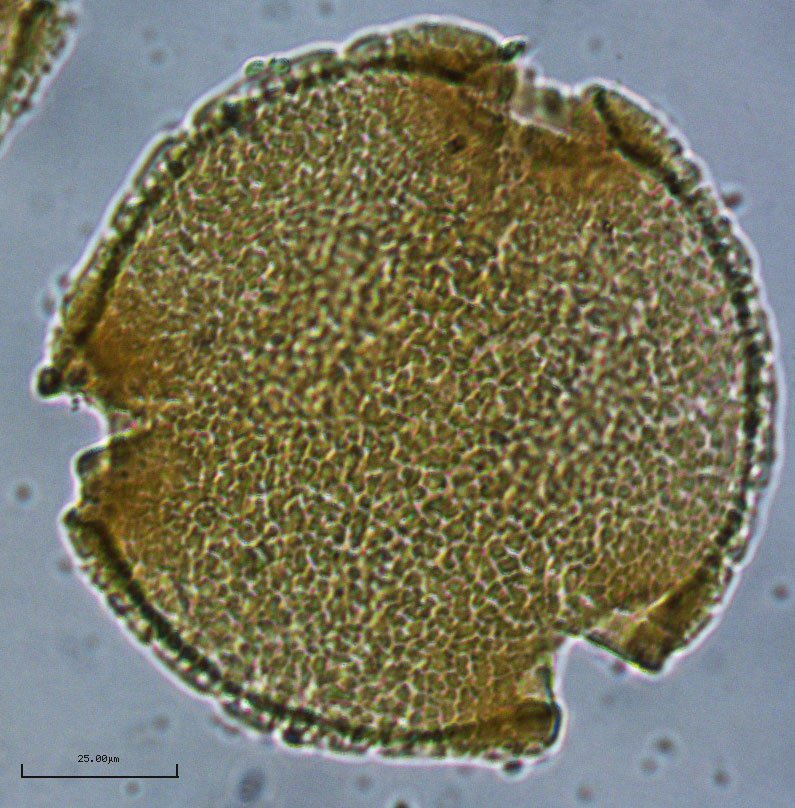 TAMU Palynology Lab tweet media