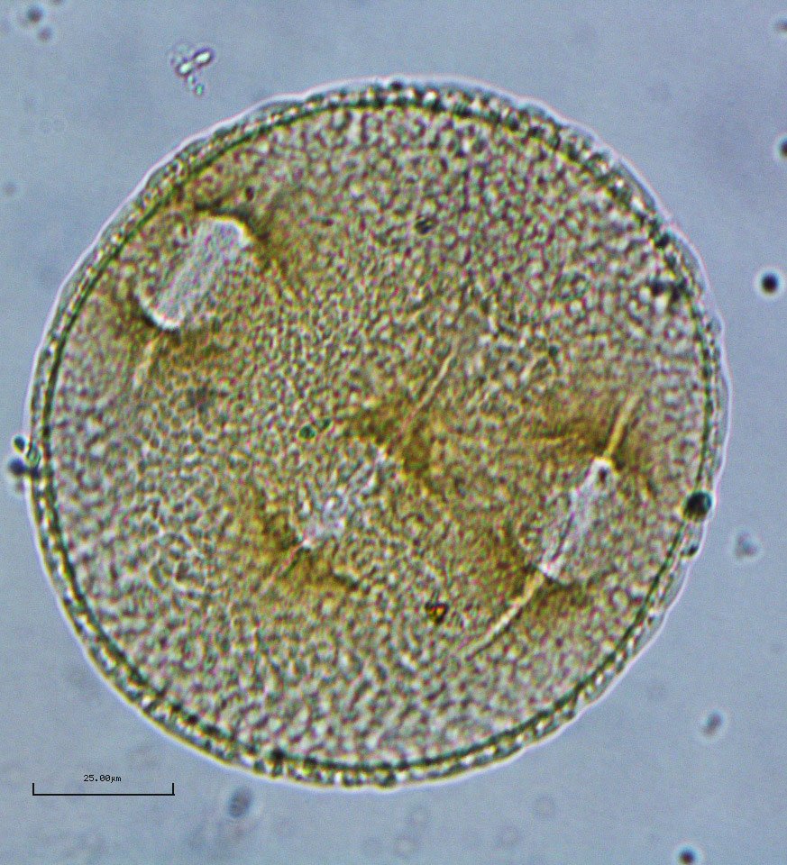 TAMU Palynology Lab tweet media