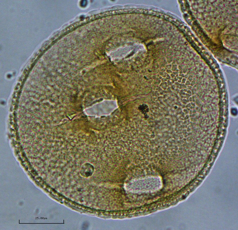 TAMU Palynology Lab tweet media