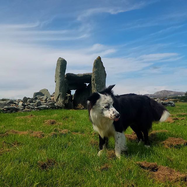 Finlay at the Trefignath Burial Chamber
.
#Finlay #bordercollie #megalithic #ancient #neolithic #archaeology #photography #travel #reisen #neverstopexploring #prehistoric #prehistoricbritain #neolithicbritain
#barrows #burialmound #dolmen #burialchamber … instagram.com/everydayfinlay/