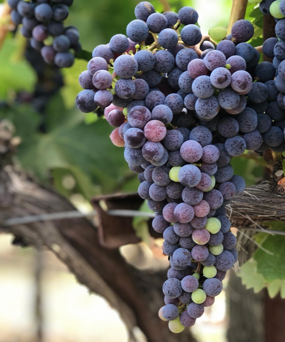 Just checking in on our Cabernet Sauvignon vines. Looks like veraison is nearly complete!
🍇
#trefethen  #estatevineyards #vineyardlife #vineyards #veraison #napaharvest