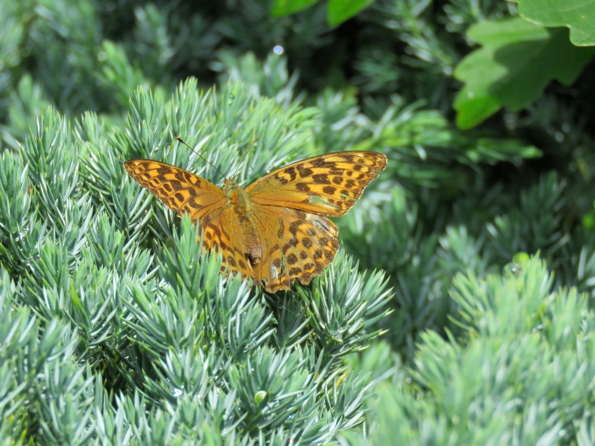 Meadowendy tweet media