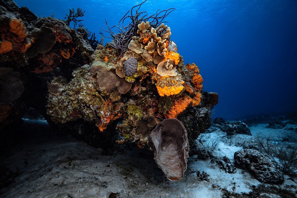 So great we get to float around natures’s underwater bouquets and gardens. Where it all began! #neptunesgarden #underseaworld #coralgarden #conglomeratecommunity #scubalover #cozumel #divetraveler #chicagodiveshop