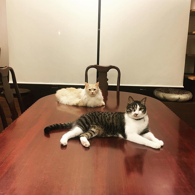 caracatcafe's tweet photo. 大人の夜
#子供は早く寝ろダルよ
#おやすみにゃさい
#知小次郎
#ダル
#保護猫
#ねこのいる暮らし #ねこのいる生活
#cat #catsofinstagram #instacat #sweetcatshub
#猫 #ねこ #ネコ #猫カフェ #caracatcafe #箕面 #北摂
#cccs02c #cccs05d https://t.co/ow5F007uYC