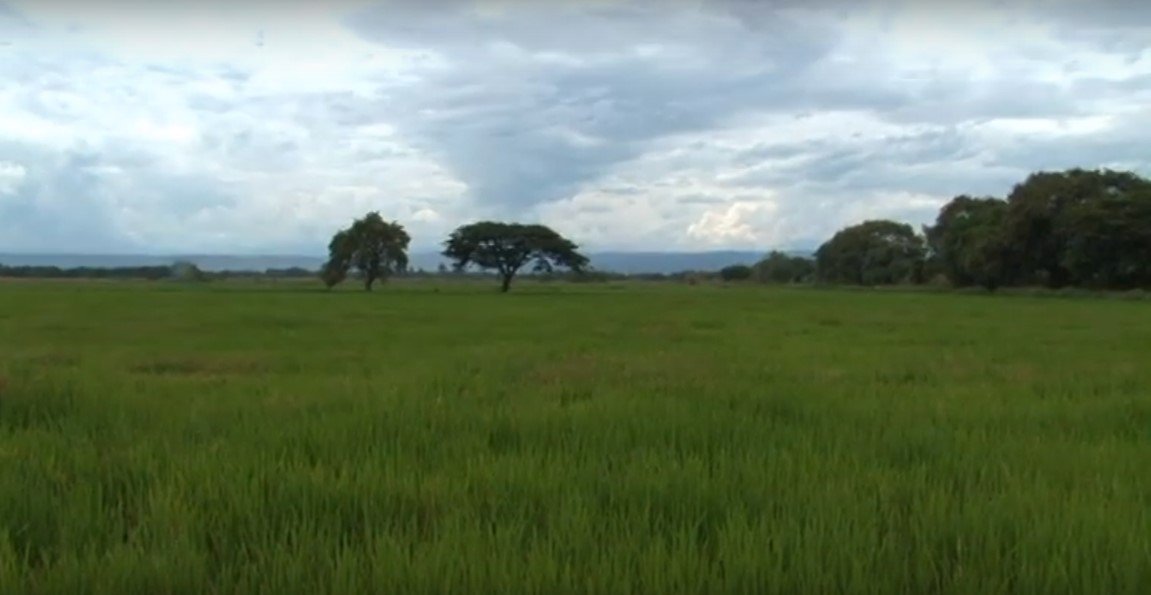 RT SomosAGROSAVIA: #Recuerda al controlar malezas en arroz, la lámina de agua es un efectivo control de malezas en este cultivo ⇒ youtube.com/watch?v=ujug-Z…