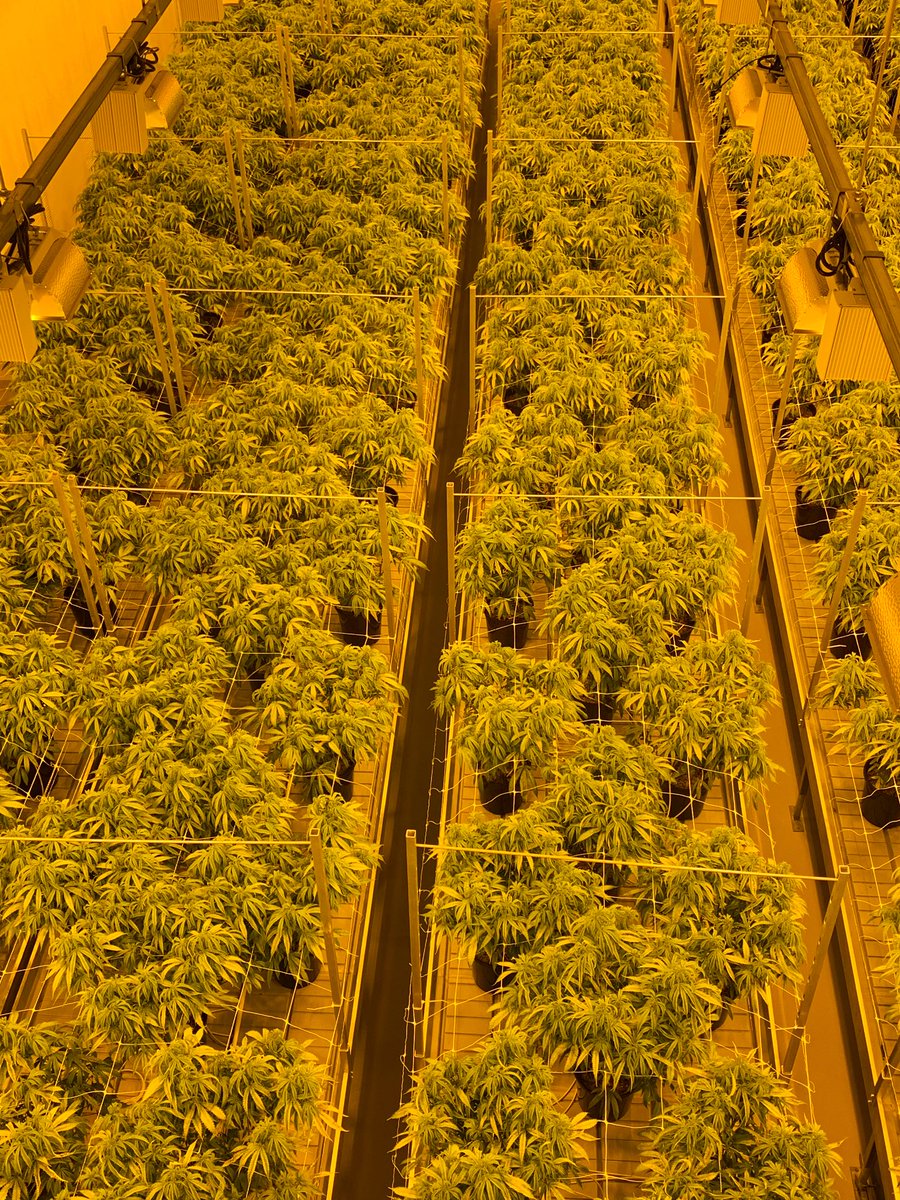 The Smith Falls location is an indoor growth &amp; breeding facility, employing over 1,300 people. <a href="/TweedInc/">Tweed</a> is a licensed cannabis producer, growing medical grade cannabis across Canada. Here’s a view of the mother room, clone room, vegetation room &amp; flower room #ofafarmtour #ontag