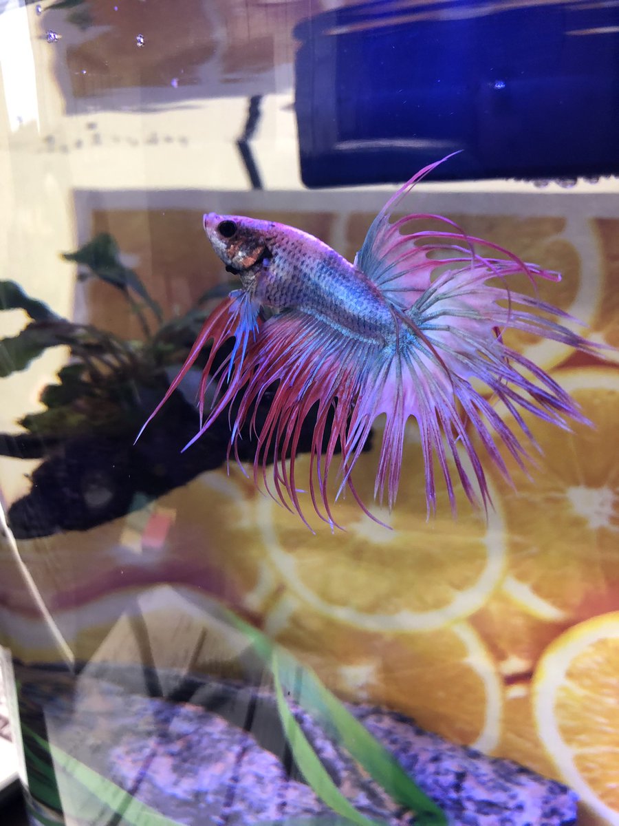 LoreleiPartisan's tweet photo. Artemis is all puffy today. #Betta #Bettafish #CrowntailBetta #Fish #TheTankIsClean https://t.co/4R5LA58jsw
