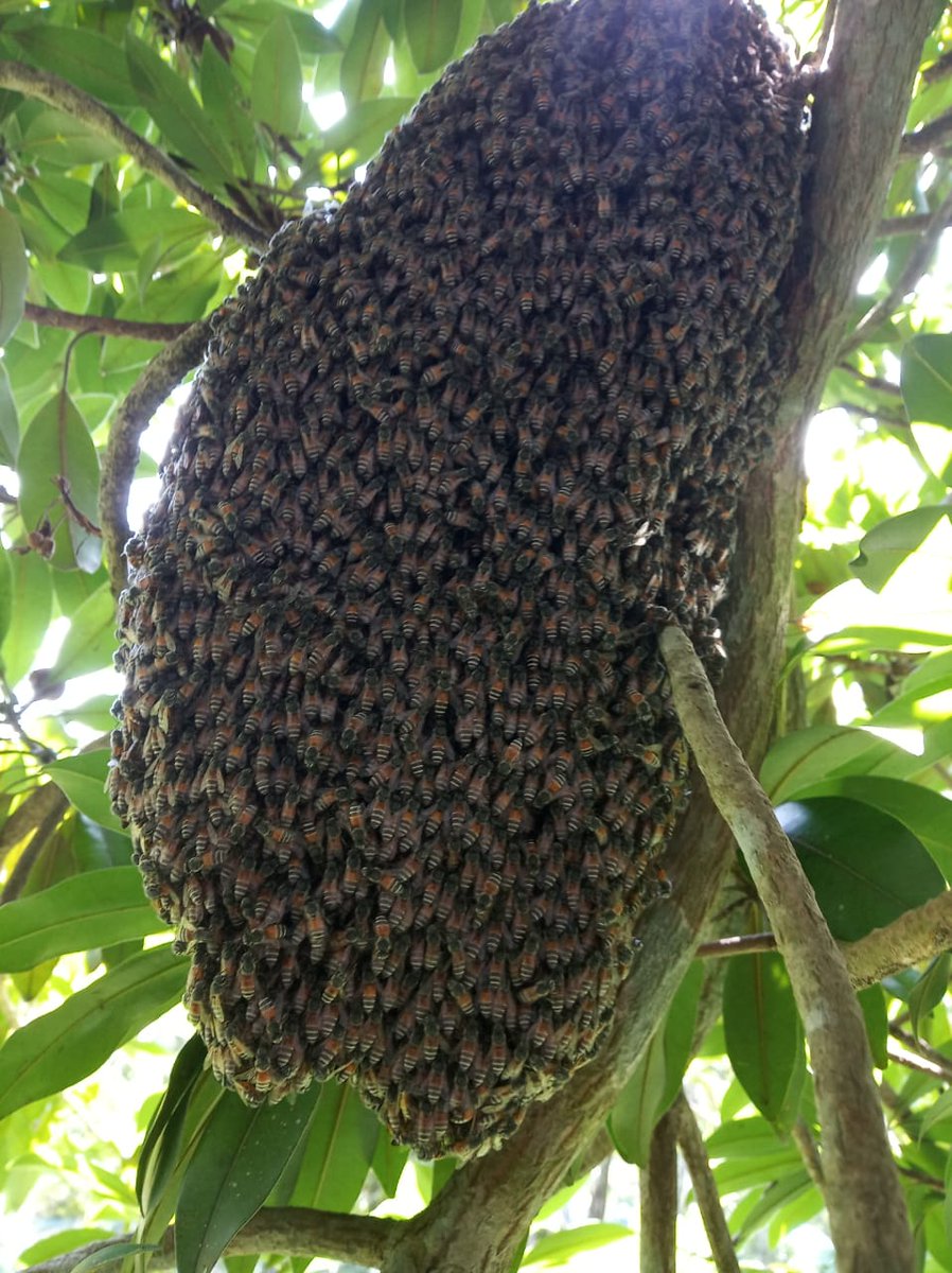 Badabon Harvest tweet media