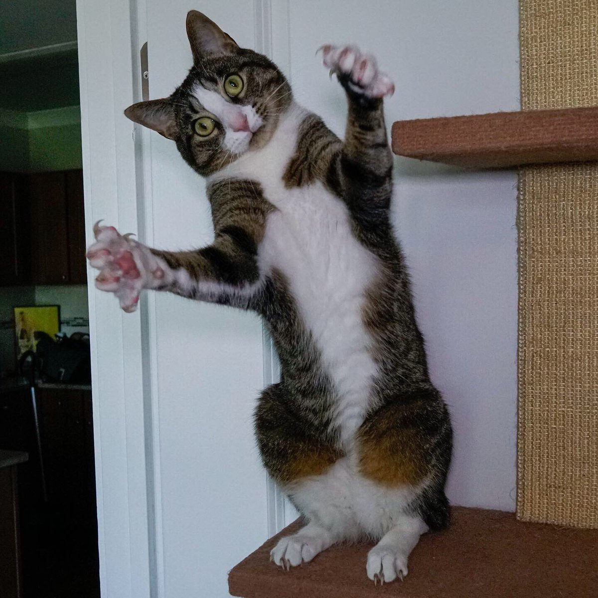 craighewett's tweet photo. Liβl Craigory is evolving: he can now stand upright like a human! πΊ #Cats #CatPortraits #CatStanding #standingcat https://t.co/QxR18PrLmC
