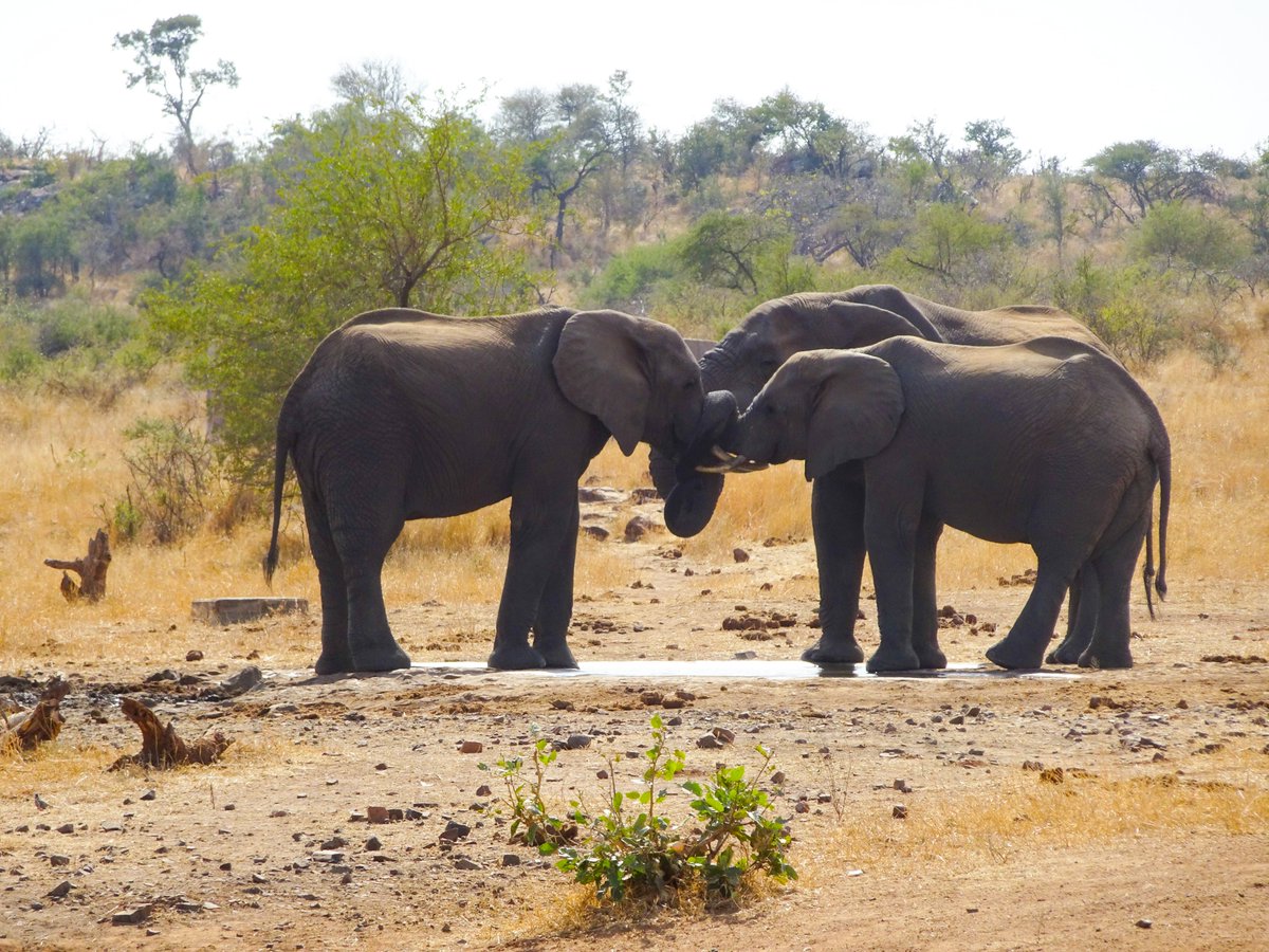 longworth_sally's tweet photo. My photo of elephants to celebrate world elephant day #WorldElephantDay2019 🐘🐘🐘🐘 https://t.co/zMtuiTsj90