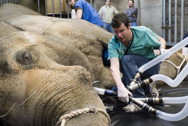 Anaes_Heritage's tweet photo. Today is #WorldElephantDay! Ever wondered what it takes to anaesthetise one? The drug strong enough to sedate an animal this large is called Carfentanil, a drug so dangerous to humans that vets must avoid all contact with the area that’s been hit and carry an antidote with them! https://t.co/pMxXgGcUL2