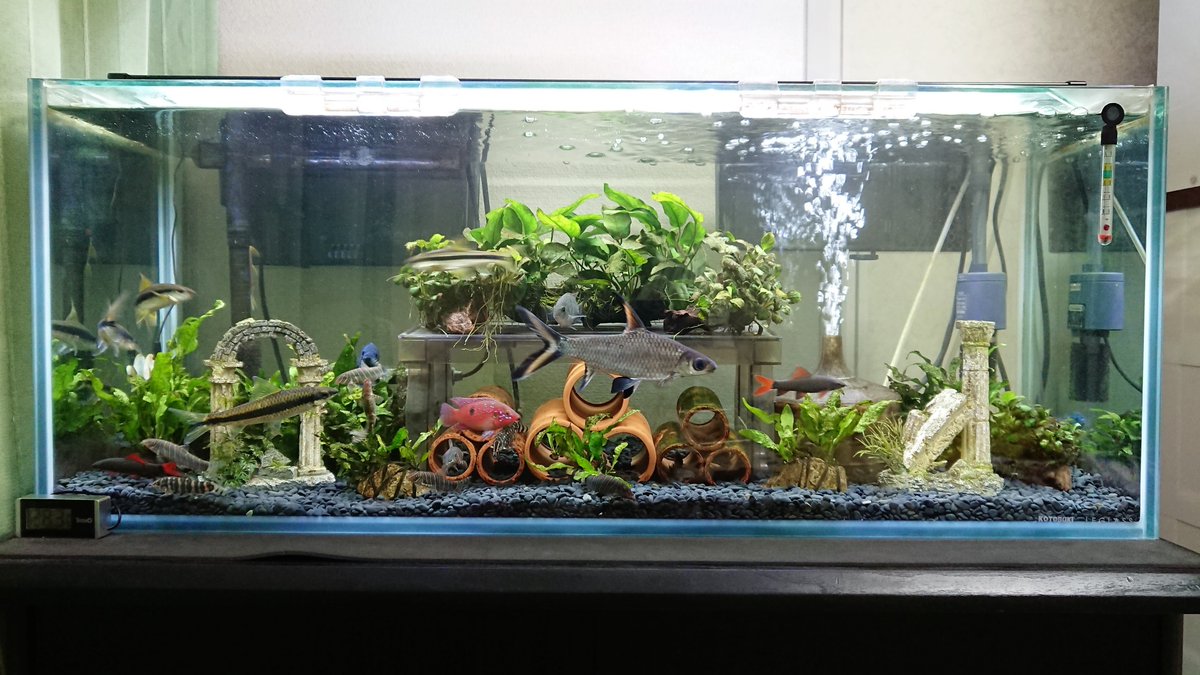 Mamoru Aquarium Auf Twitter 90cmスリム水槽のレイアウトを変更しました 熱帯魚 アクアリウム